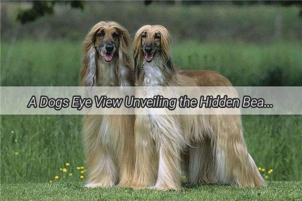 A Dogs Eye View Unveiling the Hidden Beauty of the World We Share